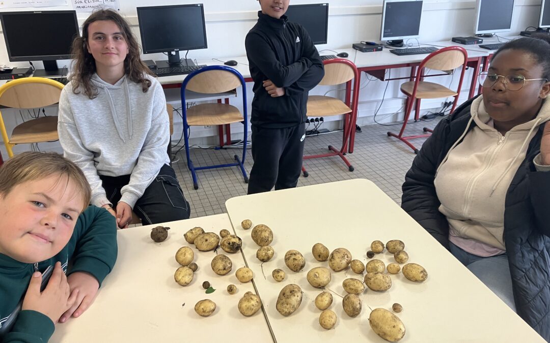 Les 6èmes ont récolté leurs pommes de terre !